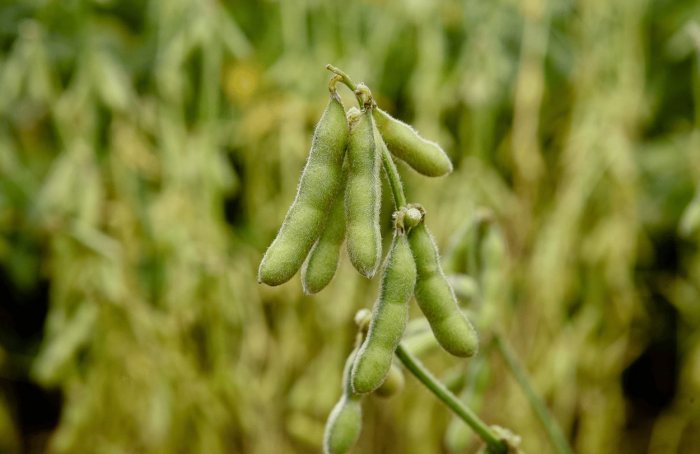 Clima impacta produtividade da safra de soja em até 17% em algumas regiões