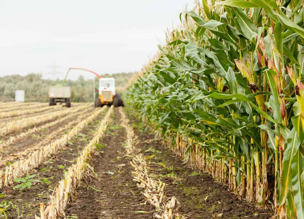 Plantas daninhas ameaçam qualidade do milho na segunda safra