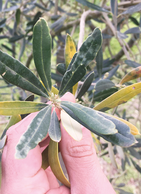 Figura 7 - Ramo de oliveira cujas bordas das folhas estão retorcidas devido ao ataque de Oxycenus maxwelli.