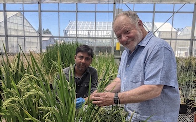 Modificação genética melhora a fixação biológica de nitrogênio em arroz