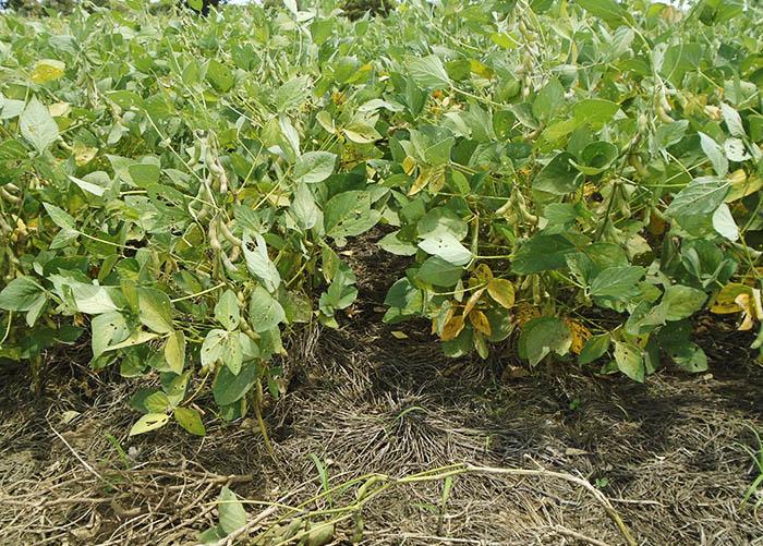 Soja rende mais com forrageiras no Tocantins