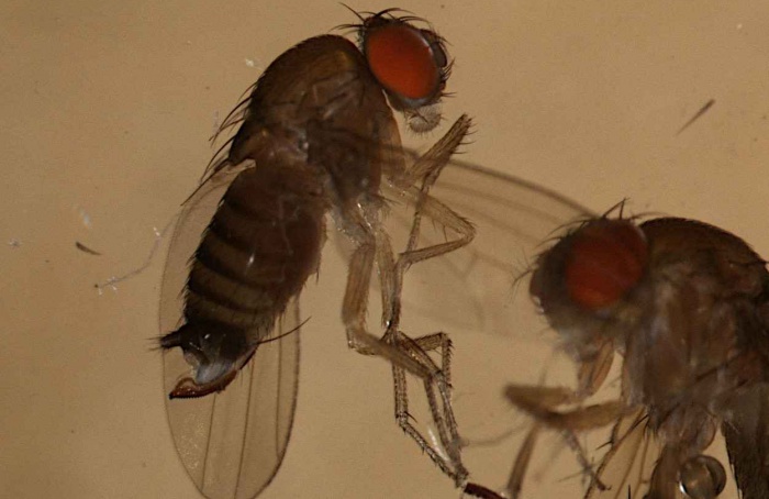 Liberação bissexuada controla Drosophila suzukii com mesma eficácia