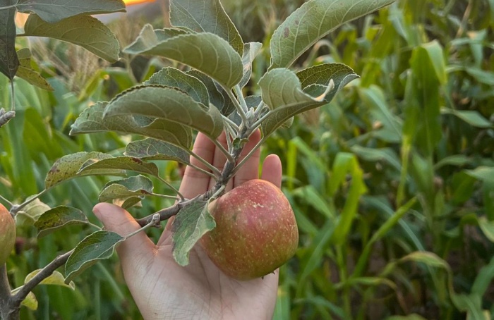 Produção de maçã cresce no Sul de Minas Gerais