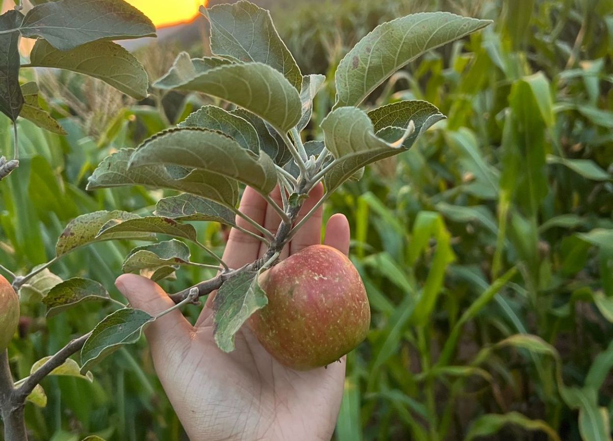 Produção de maçã cresce no Sul de Minas Gerais