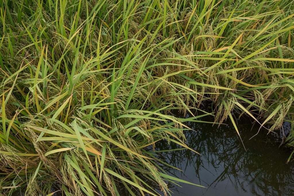 Custos de produção em alta preocupam arrozeiros para próxima safra