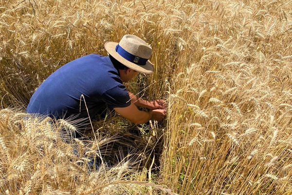 Emater/RS-Ascar acompanha e avalia colheita do trigo na região Norte do RS