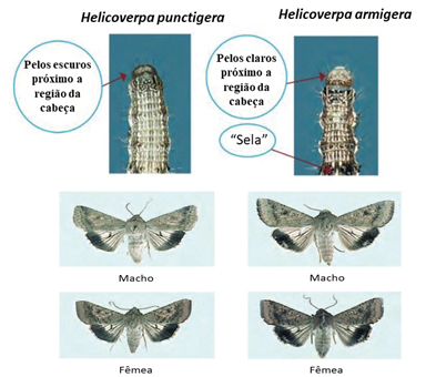 Figura 1 - Características distintivas entre Helicoverpa punctigera (Wallengren) e Helicoverpa armigera (Hübner) (Lepidoptera: Noctuidae).
