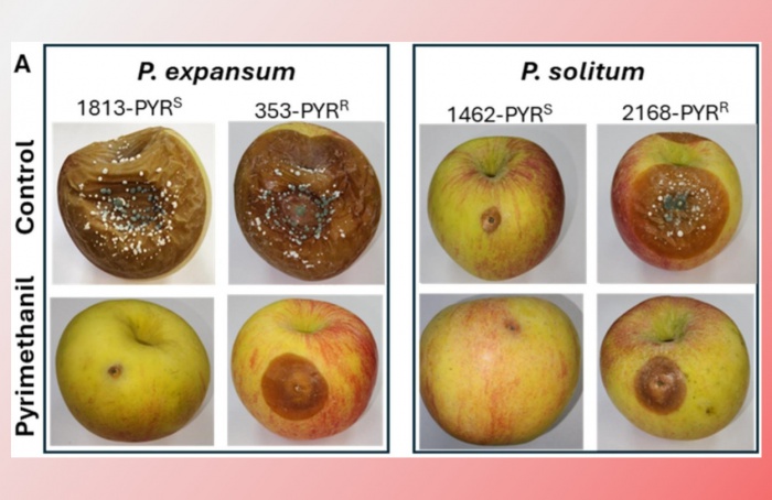 Estudo revela resistência de espécies de "Penicillium" a fungicidas