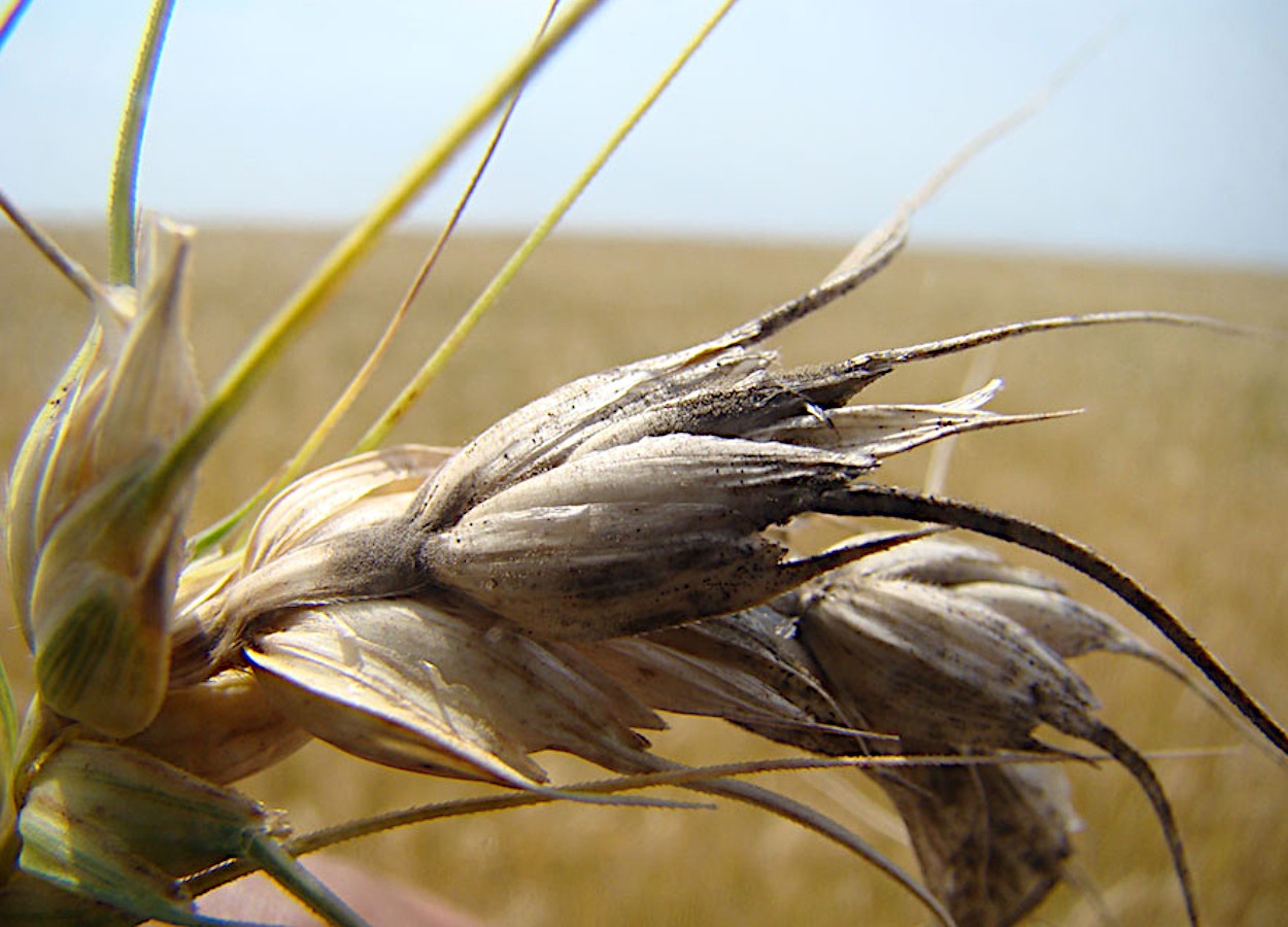 Doença fúngica pode reduzir a produção mundial de trigo em 13% até 2050, afetando principalmente regiões da América do Sul, África e Ásia