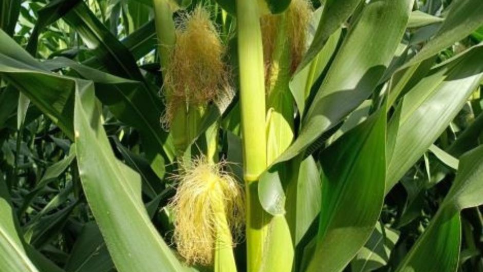 Foto: Carine Massierer