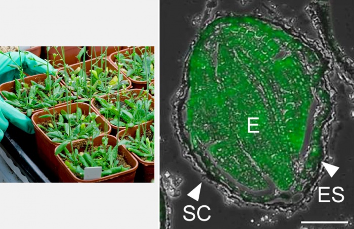 Cientistas descobrem como plantas impedem transmissão de vírus para próximas gerações