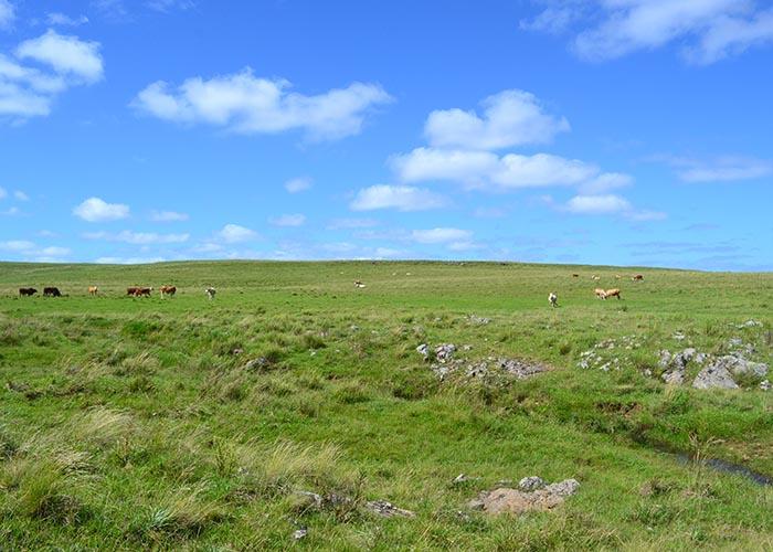 Calendário mostra a produtor do Pampa quando plantar espécies nativas