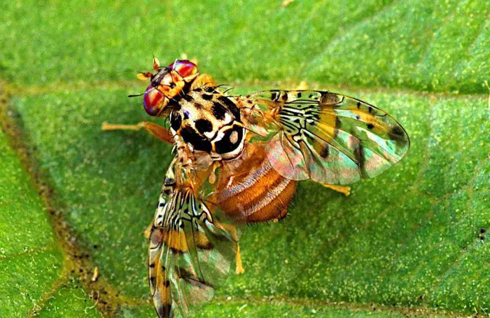 Duplicação genética mantém resistência ao malation em mosca-das-frutas