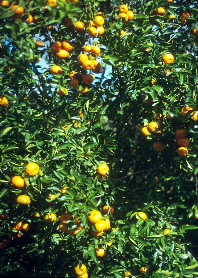 Novas variedades de citros ganham espaço nos pomares paulistas