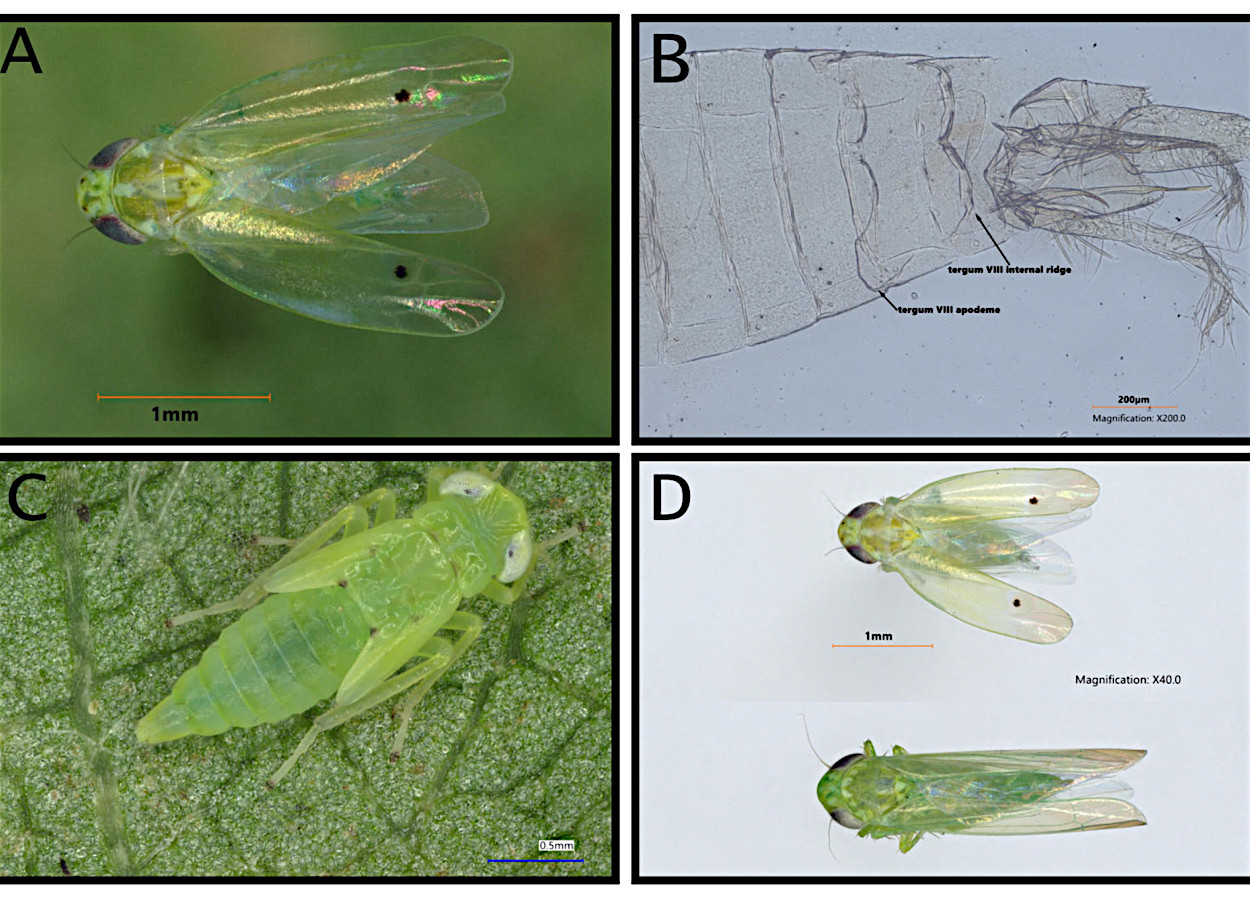 <i>Amrasca biguttula</i> adulto com dois pontos pretos distintos na cabeça e na asa <b>(A)</b>; abdômen do macho dissecado e limpo, indicando o par de apódemas que se estendem até o tergo VII e o tergo VIII com cristas internas arqueadas <b>(B)</b>; ninfa de 5º ínstar com marcações nas almofadas das asas <b>(C)</b>; e comparação de A. bigutulla e uma cigarrinha-da-batata adulta de aparência semelhante <b>(D)</b> - doi.org/10.3390/insects16090966
