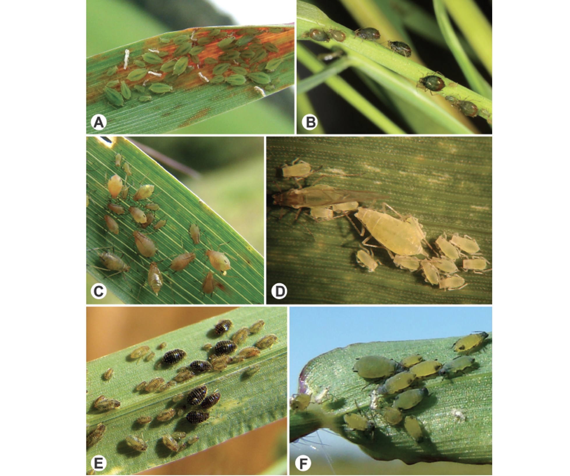 <b>Figura 2 -</b> colônias dos principais pulgões do trigo, compostas por ninfas e adultos ápteros: pulgão-verde-dos-cereais (<i>Schizaphis graminum</i>) <b>(A)</b>, pulgão-do-colmo-do-trigo ou pulgão-da-aveia (<i>Rhopalosiphum padi</i>) <b>(B)</b>, pulgão-da-espiga-do-trigo (<i>Sitobion avenae</i>) <b>(C)</b>, pulgão-da-folha-do-trigo (<i>Metopolophium dirhodum</i>) <b>(D)</b>, pulgão-preto-dos-cereais (<i>Sipha maydis</i>) <b>(E)</b> e pulgão-do-milho (<i>Rhopalosiphum maidis</i>) <b>(F).</b>&nbsp;Fotos: Douglas Lau (A, C, E, F), Paulo Roberto Valle da Silva Pereira (B, D)