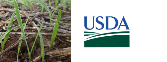 USDA libera previsões sobre safras de trigo