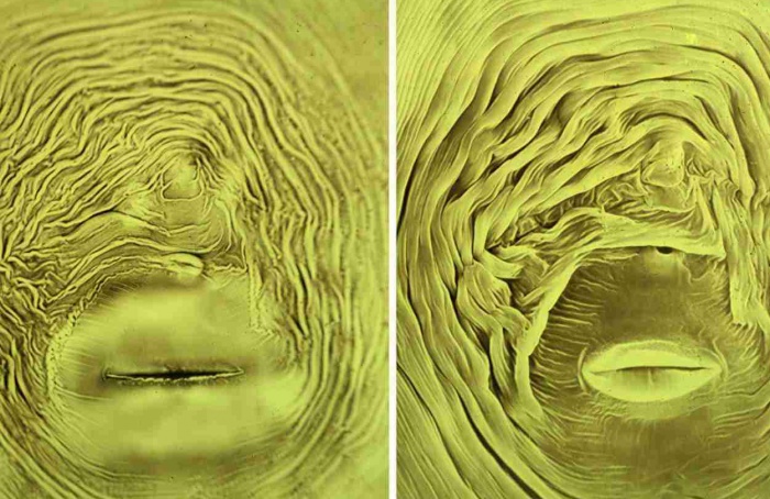 Metabólitos defensivos do milho atraem nematoides