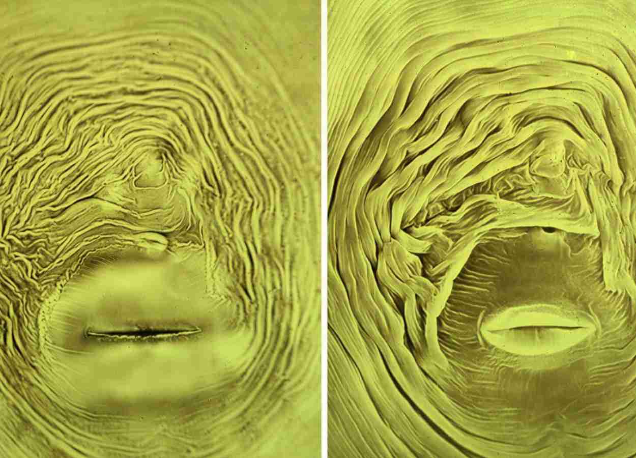 Abwehrstoffe im Mais locken Nematoden an.