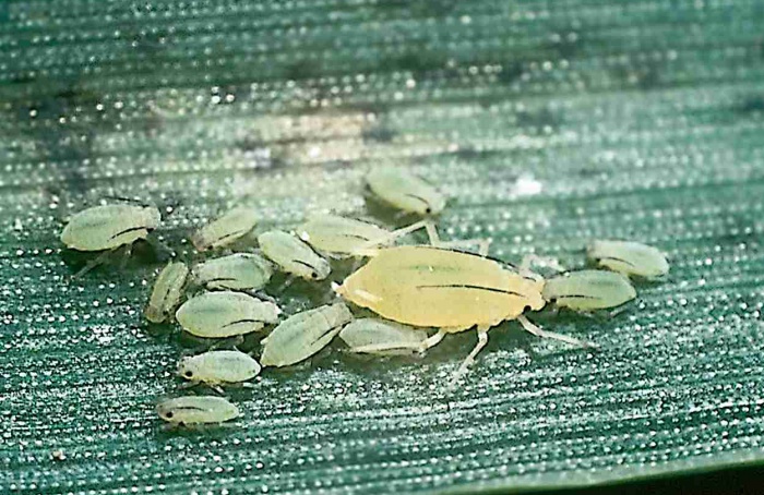 Parasitismo em pulgões diminui ao longo de quatro gerações