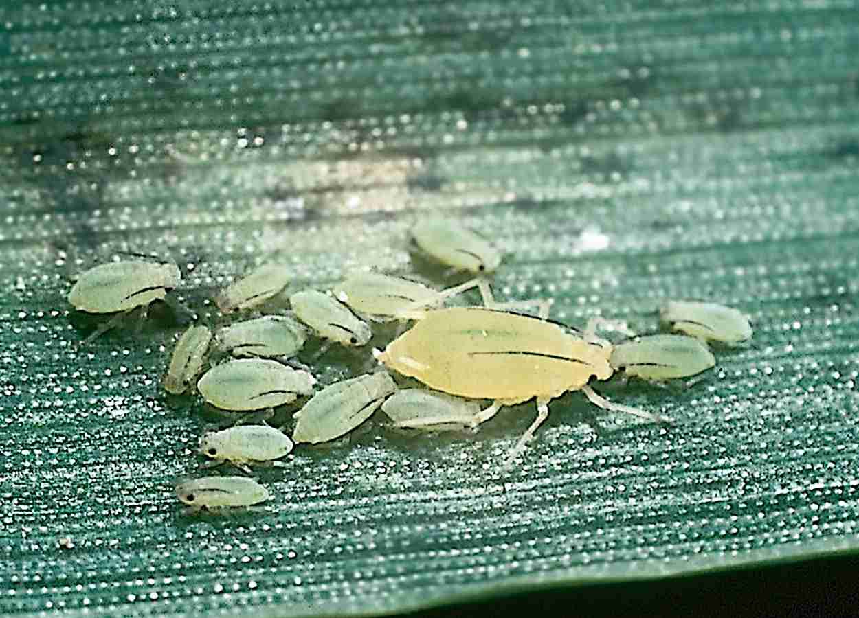 Parasitismo em pulgões diminui ao longo de quatro gerações