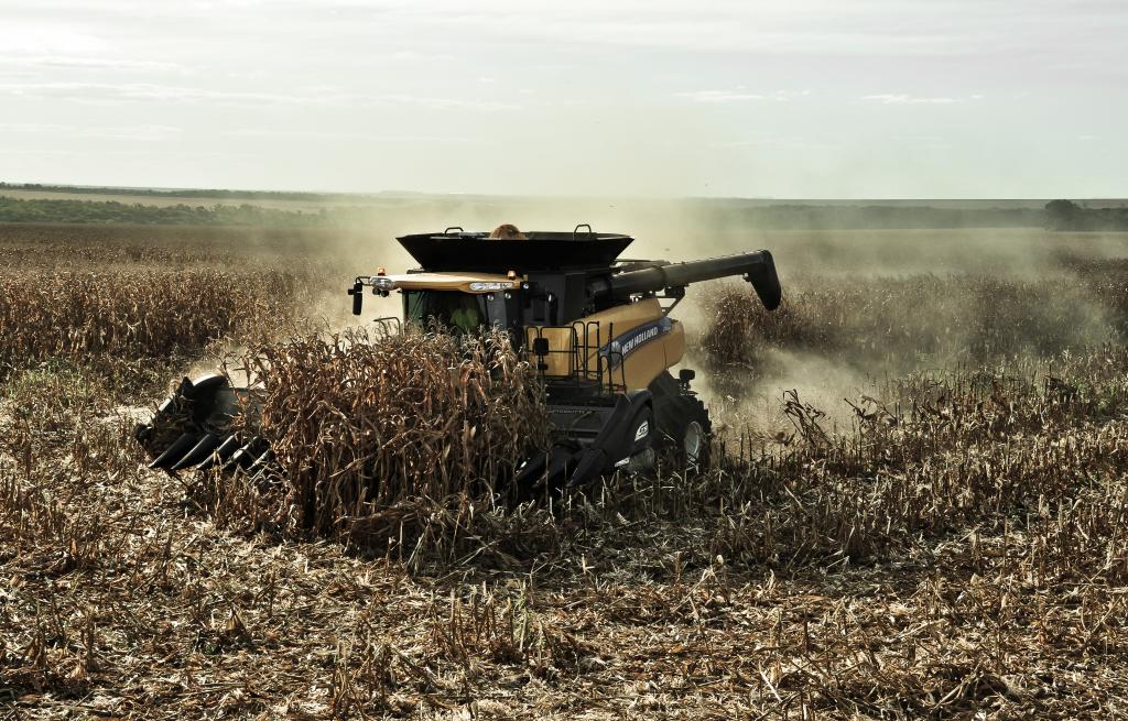 Colheita do milho verão atinge 51% no RS