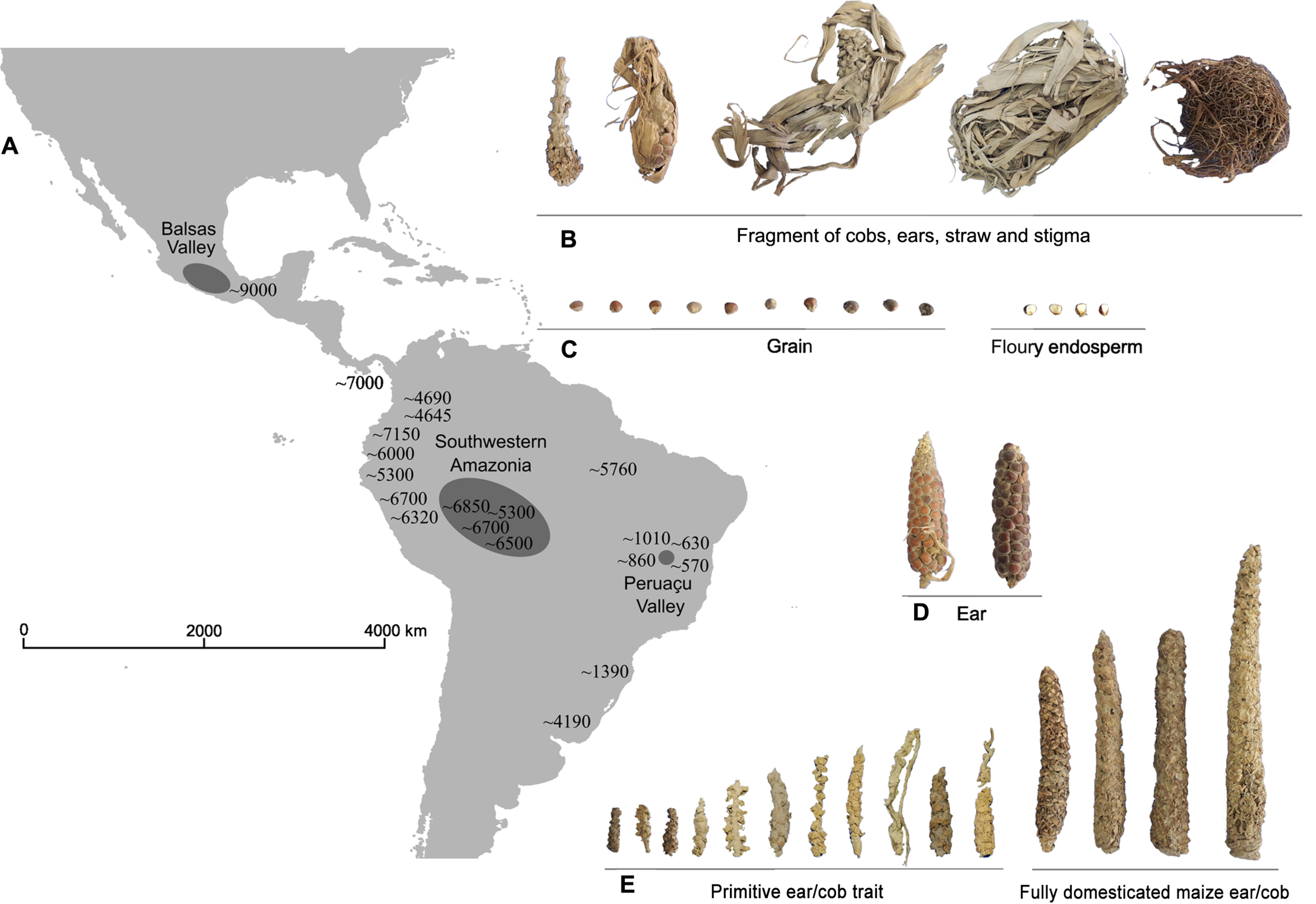 Distribuição geográfica de registros arqueológicos de milho nas Américas: <b>(A) </b>localização geográfica do Vale do Rio Balsas, Sudoeste da Amazônia, Vale do Peruaçu e registros arqueológicos de milho nas Américas; <b>(B)</b> fragmentos de espigas, espigas, palha e estigma de amostras arqueológicas de milho do Vale do Peruaçu, Minas Gerais; <b>(C)</b> grãos e endosperma farináceo em amostras arqueológicas de milho do Vale do Peruaçu; <b>(D)</b> espigas de milho caracterizadas para classificação de raças em amostras arqueológicas do Vale do Peruaçu; <b>(E)</b> amostras com características primitivas e espigas/espigas típicas de milho totalmente domesticado de amostras arqueológicas do Vale do Peruaçu. As fotos das espigas são apresentadas na mesma escala para cada item [(A), (B), (C), (D) e (E)]. Créditos das fotos: Flaviane Malaquias Costa