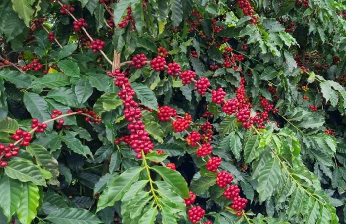 Receita do café arábica pode crescer R$ 22 bi por ano no Brasil