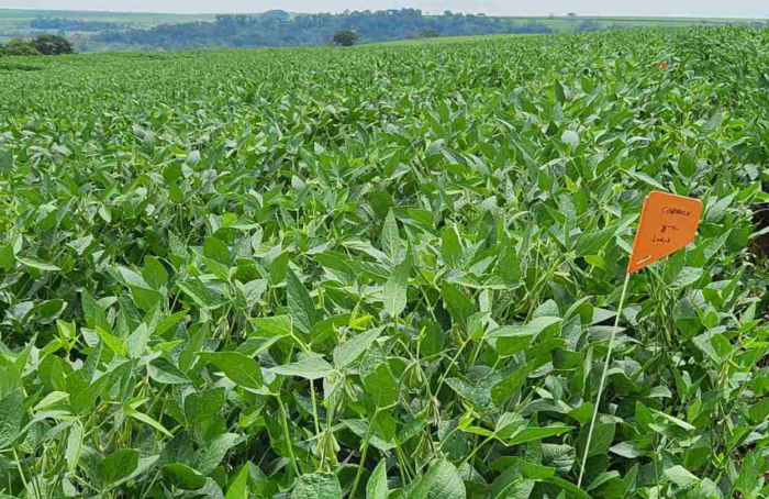 Dia de Campo promove orientação para manejo sustentável da soja e cana-de-açúcar