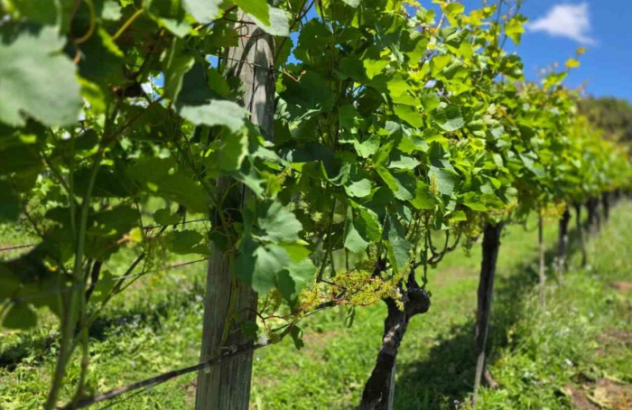 Setor prevê alta na produção de uva para safra 2025/26 no RS