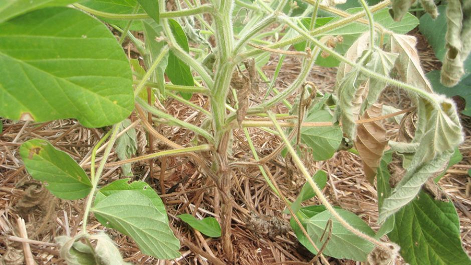 Plantas de soja com sintomas de morte causada por podridão-radicular de fitóftora; foto: Leila Costamilan