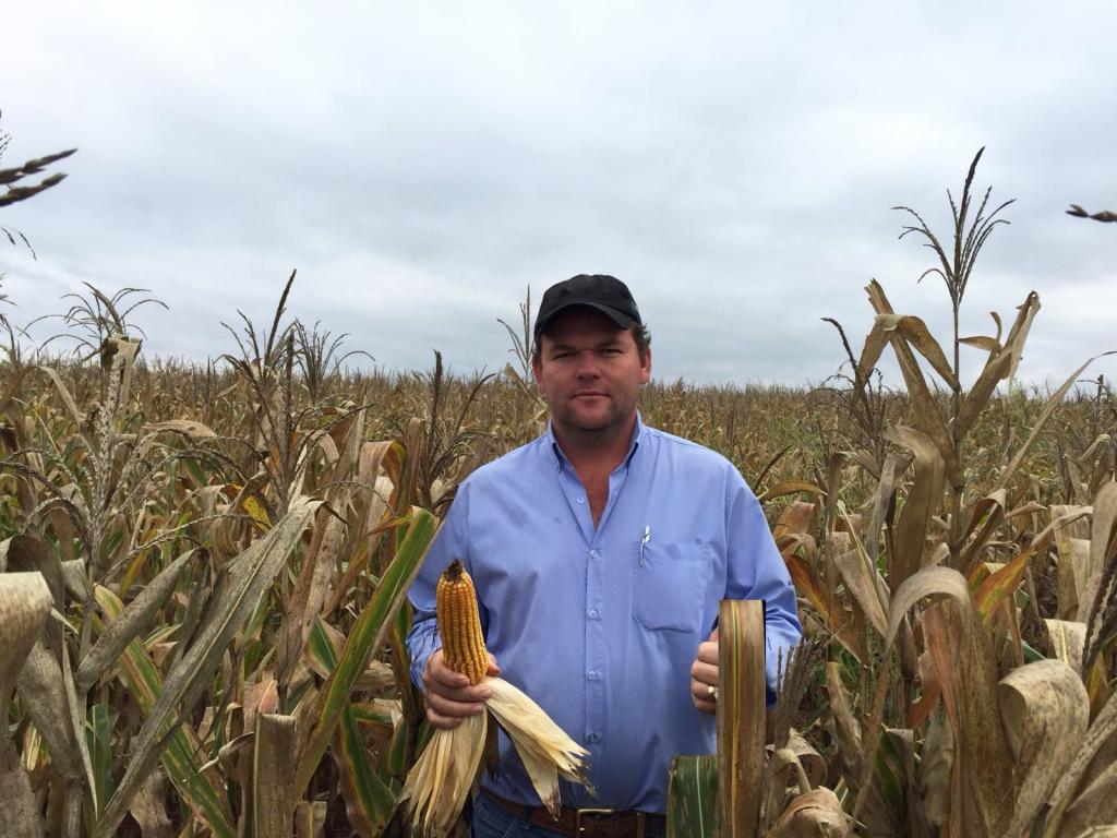 Produtores do Mato Grosso do Sul avaliam híbridos Forseed