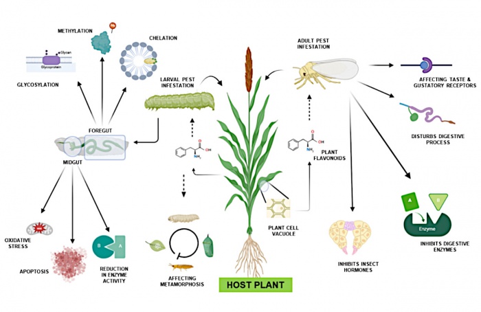 Flavonoides avançam como alternativa a inseticidas químicos