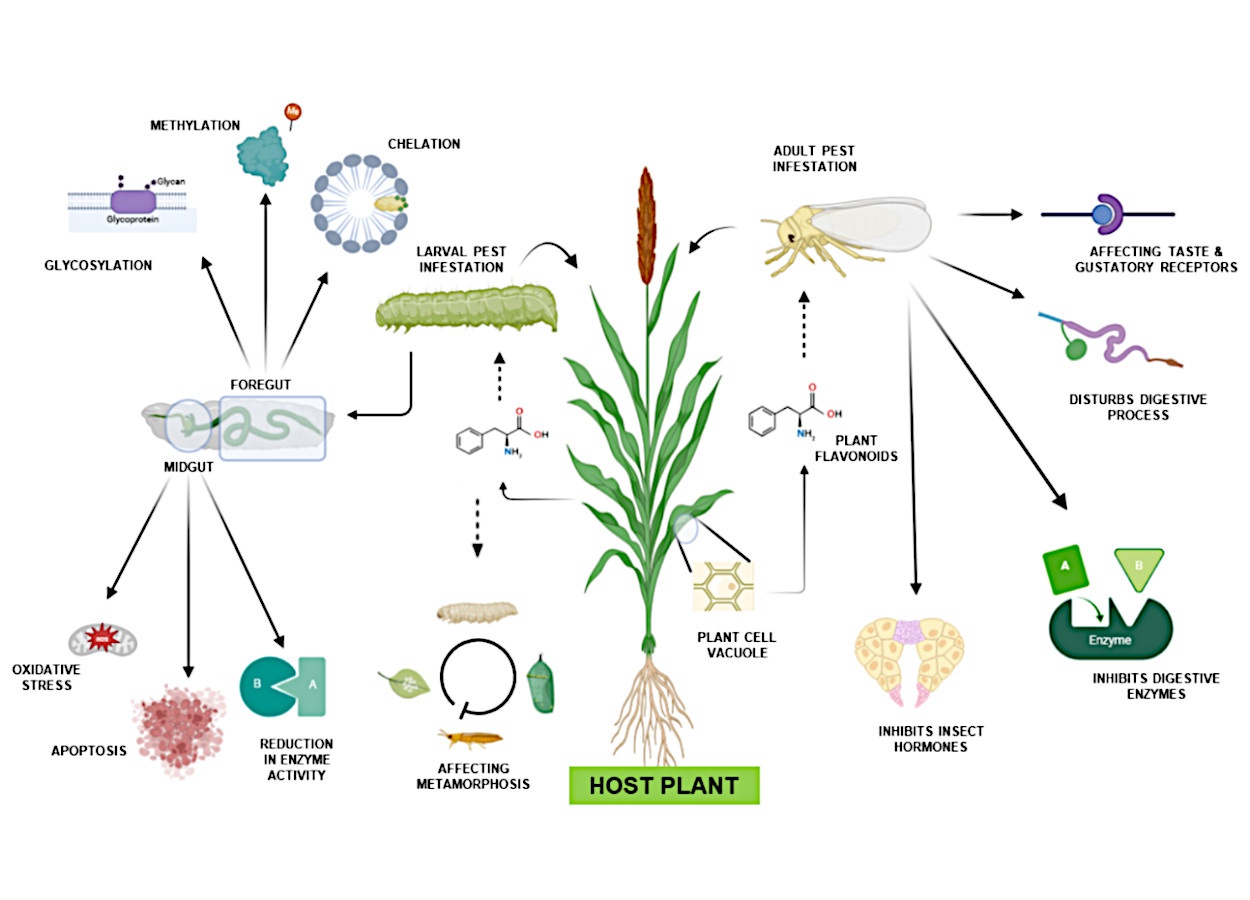 Compostos vegetais reduzem alimentação, crescimento e sobrevivência de pragas
