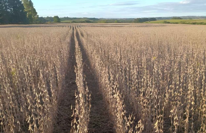 RS Safra 2025/26: colheita da soja acelera e chega a 38%