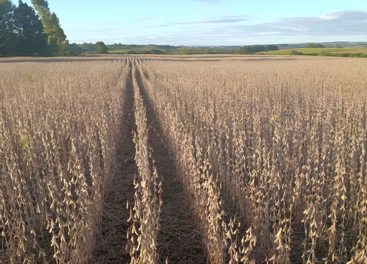RS Safra 2025/26: colheita da soja acelera e chega a 38%