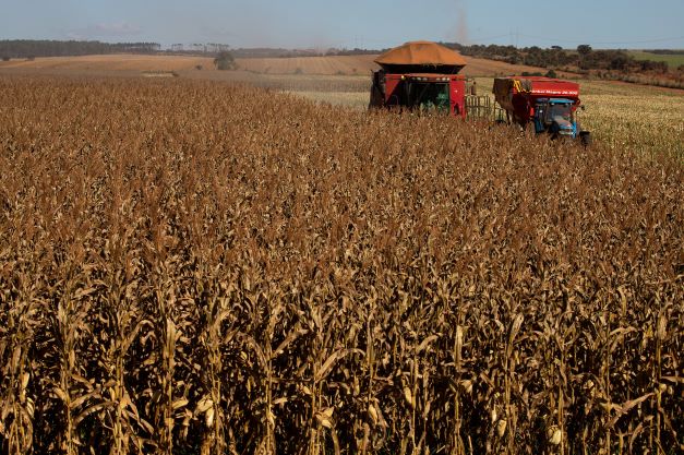 Goiás realiza a abertura estadual da colheita de milho