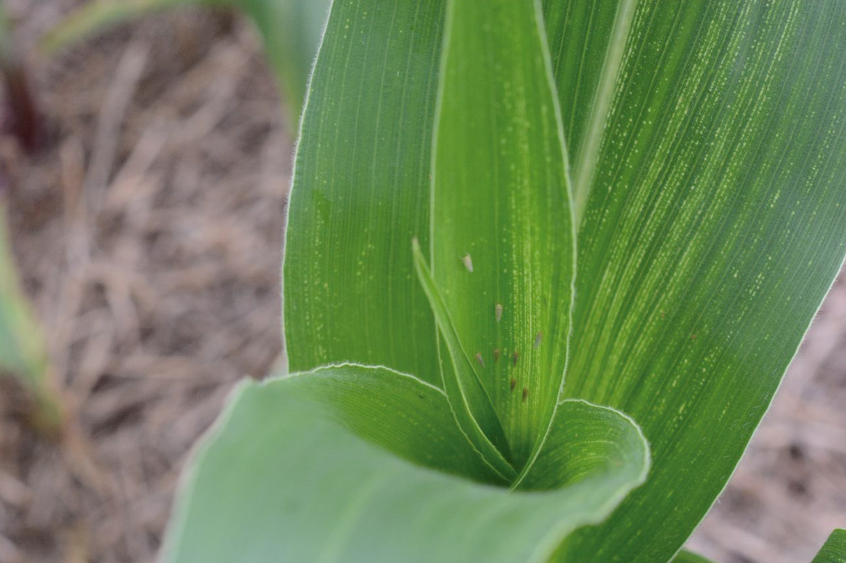 Seed treatment can generate up to 90% efficiency in controlling leafhoppers at the beginning of the corn cycle