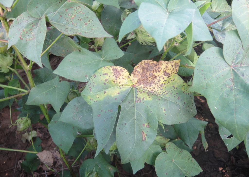 Leaf spots on cotton, prevalence and pressure: scenarios and lessons learned from the 2019/20 harvest
