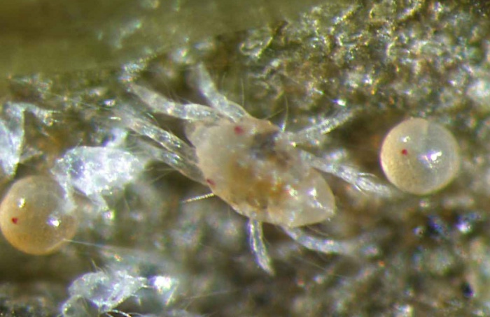 Ordem de infestação por ácaros define defesa antioxidante