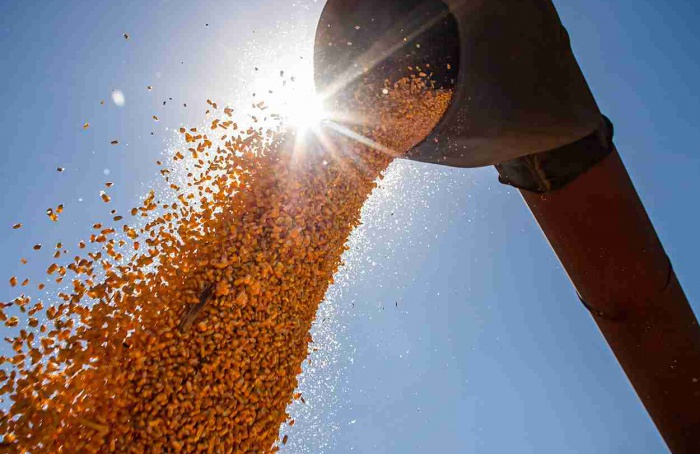 RS Safra 2025/26: chuvas reduzem perdas na soja e no milho