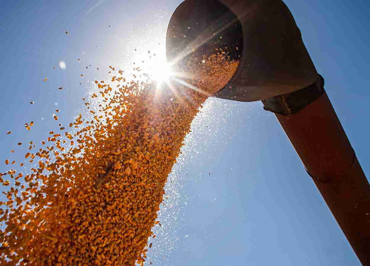 Arroz inicia colheita com 3% da área; feijão registra quebra na 1ª safra