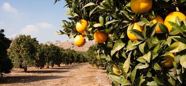 Tecnologia possibilita alta produtividade na citricultura