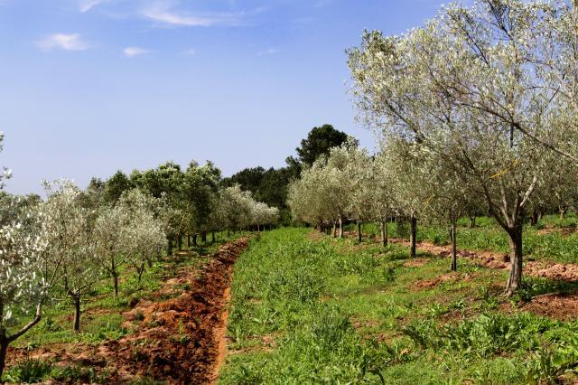Embrapa assina cooperação para instalação de área de produção integrada de oliveiras