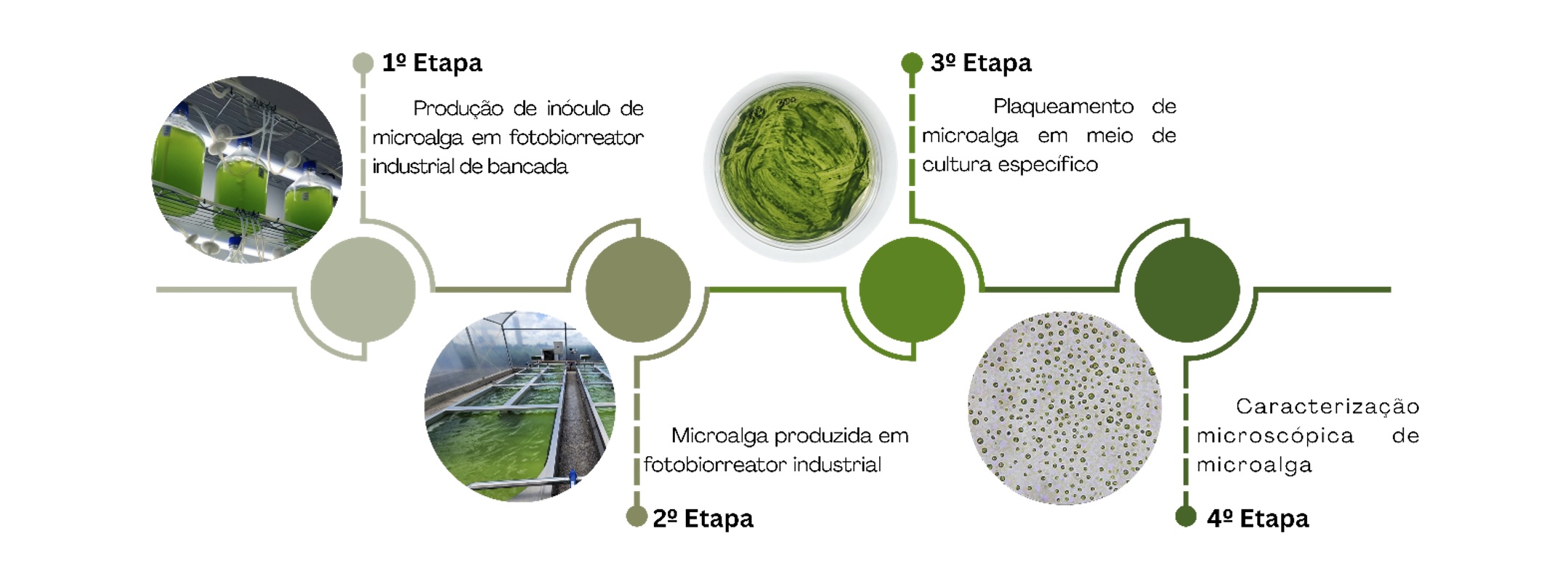 &nbsp;Figura 1 - fluxograma de processos de produção de microalga