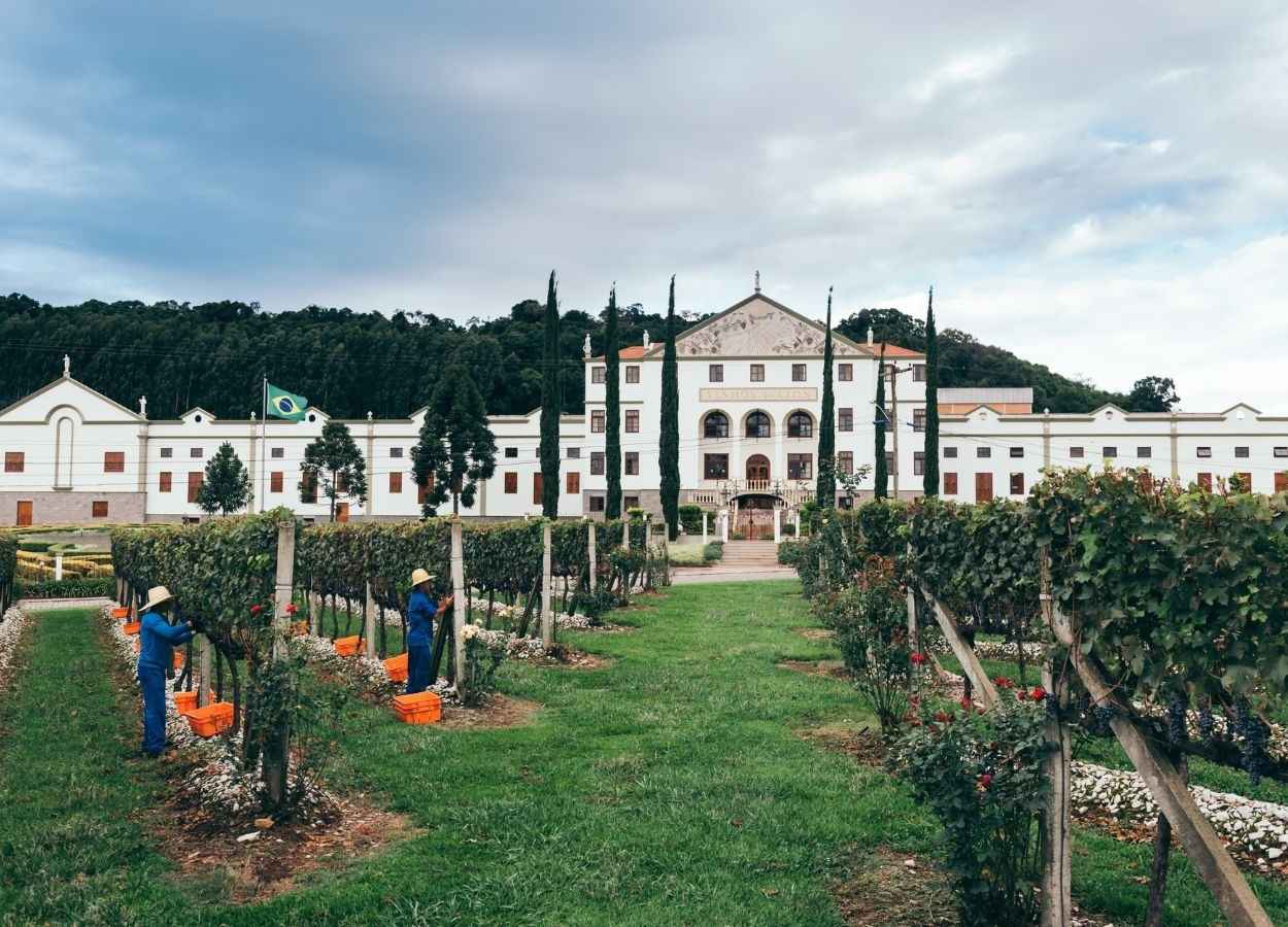Salton apresenta vinhedos livres de herbicidas no RS