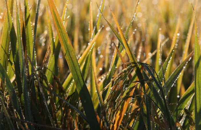 Recursos de R$ 56 mi são liberados para apoiar o setor do arroz