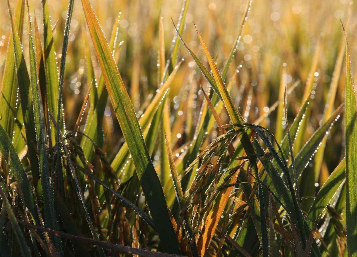 Recursos de R$ 56 mi são liberados para apoiar o setor do arroz