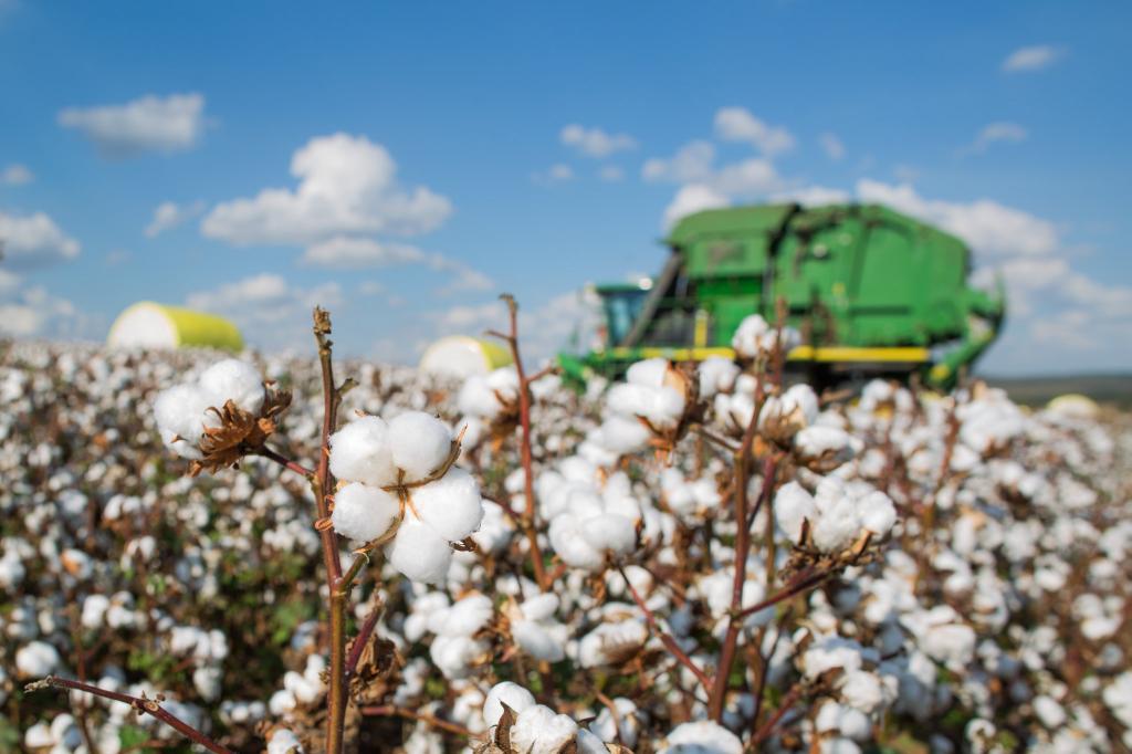 Valores do algodão em pluma estão subindo com força no Brasil