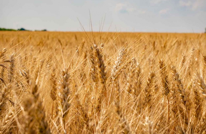 USDA eleva projeção de produção e exportação de trigo da Argentina